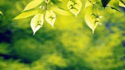 Summer and Leaves on the Branch