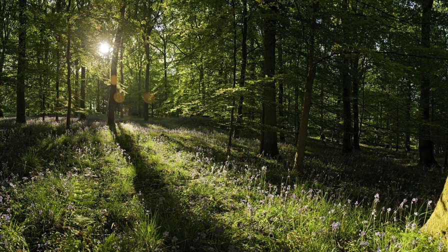 Sun Rays in Beautiful Green Summer Forest