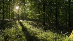 Sun Rays in Beautiful Green Summer Forest