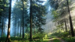 Sun Rays in Dense Forest