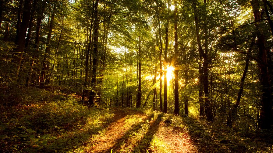 Sun Rays in the Forest