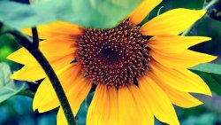 Sunflower Macro