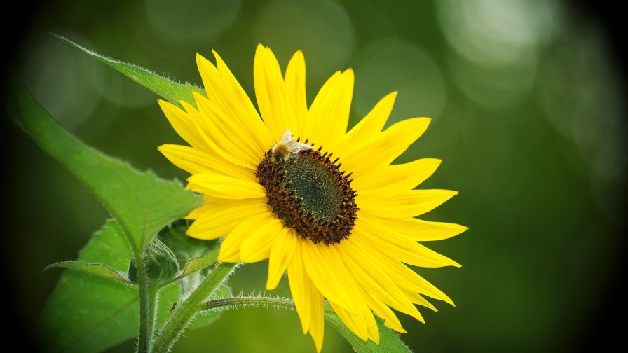 Sunflower and Bee Macro