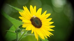 Sunflower and Bee Macro