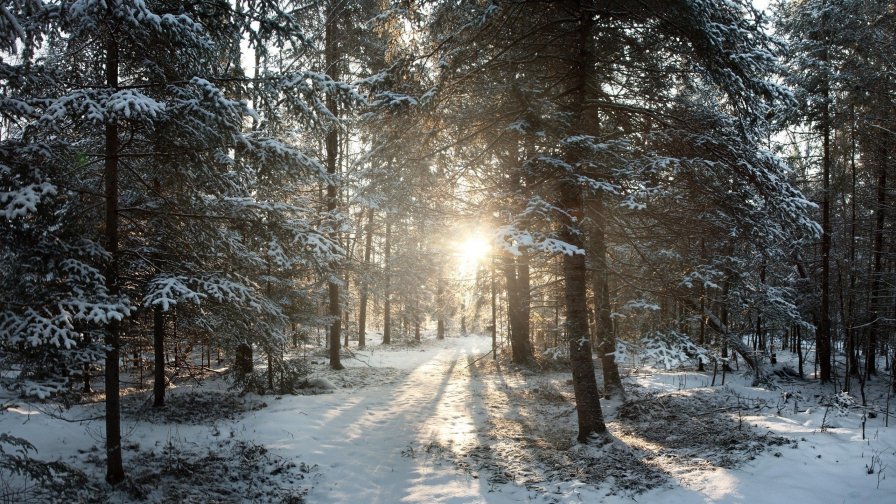 Sunlight in Winter Snowy Forest