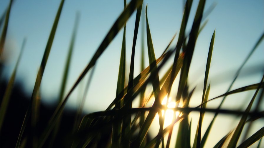 Sunrays and Green Grass