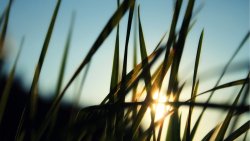 Sunrays and Green Grass