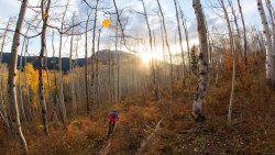 Sunrays in Beautiful Birch Forest and Biker