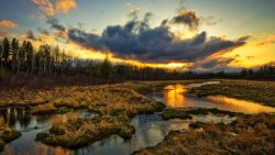 Sunset Forest and Swamp