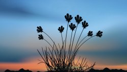 Sunset and Grass