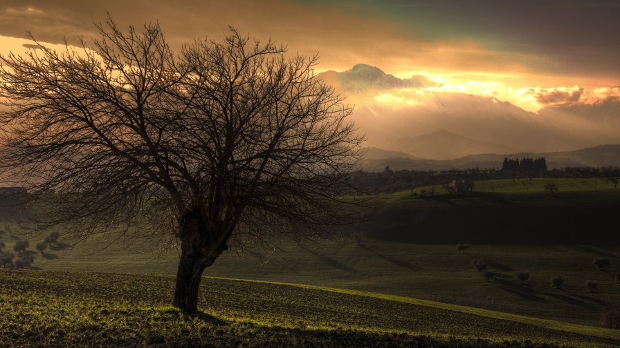 Sunset and Single Tree in Field