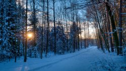 Sunset in Beautiful Winter Forest