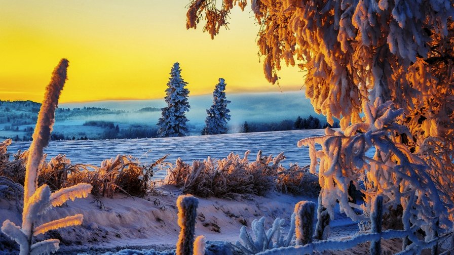 Sunset in The Winter Forest with Field