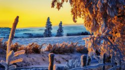 Sunset in The Winter Forest with Field
