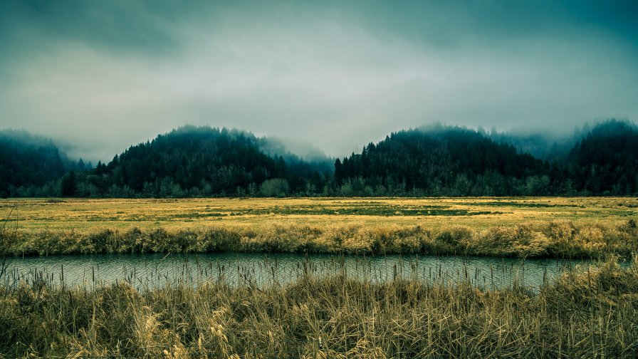 Swamp River and Forest in Fog