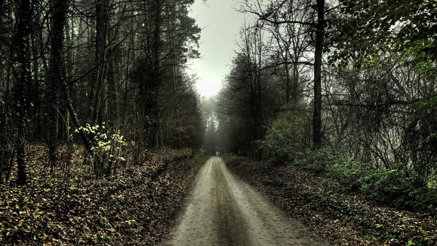 The Road Through The Forest