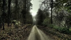 The Road Through The Woods