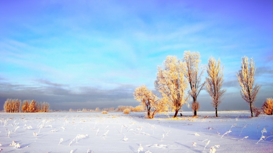 The Thick Snow of The Winter Wheat Fields and Frost on The Trees