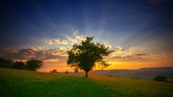 The Time of Silence Tree Morning Landscape