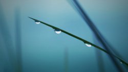 Three Water Drops on the Leaf