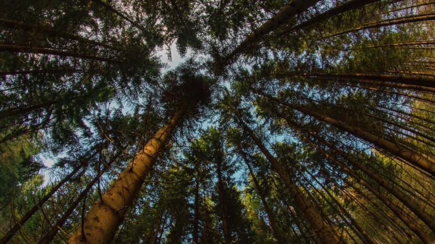 Trees View From Below Tops Branches in Green Forest