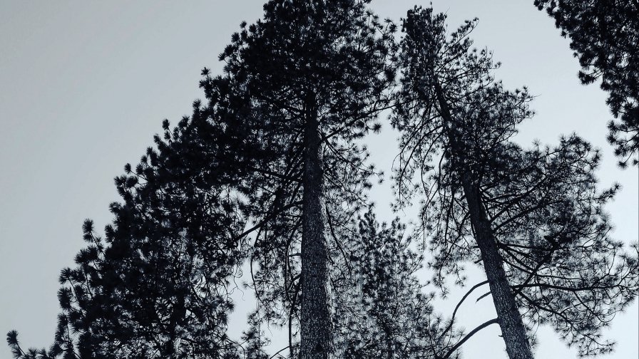 Trees and Branches in Old Forest