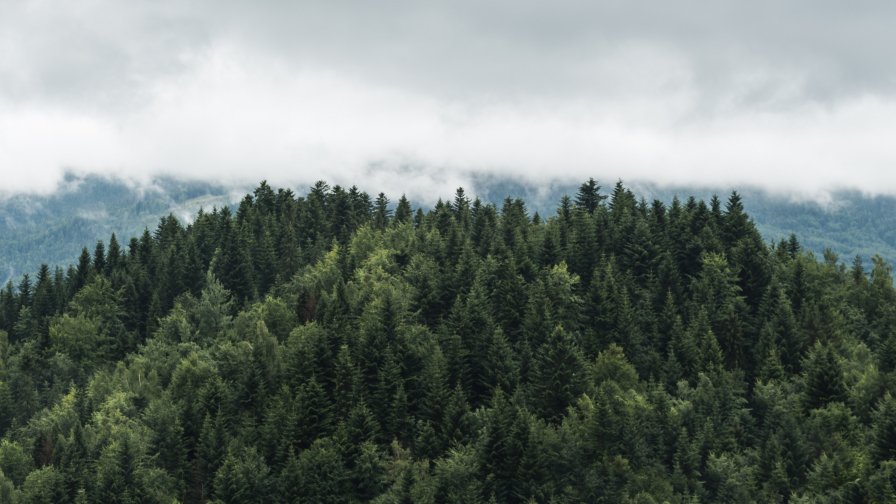 Trees in Beautiful Green Pine Forest