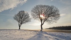 Trees in Beautiful Winter Field