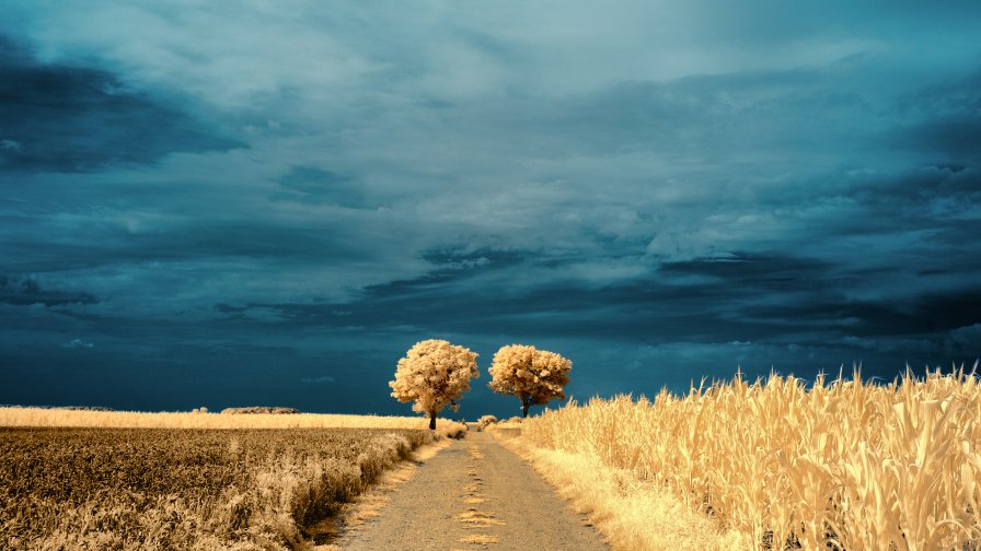 Trees in the Field