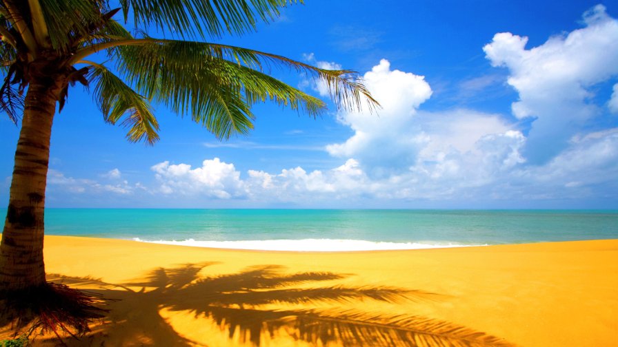 Tropical Beach and Tree