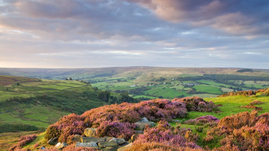 Twilight in the Pink Flowers Valley