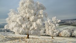 Two Frozen Winter Trees in Field