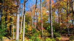 USA Autumn Forest