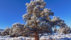 Very Big Old Tree with Frost