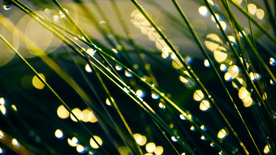 Water Drops Dew on the Green Grass Close Up