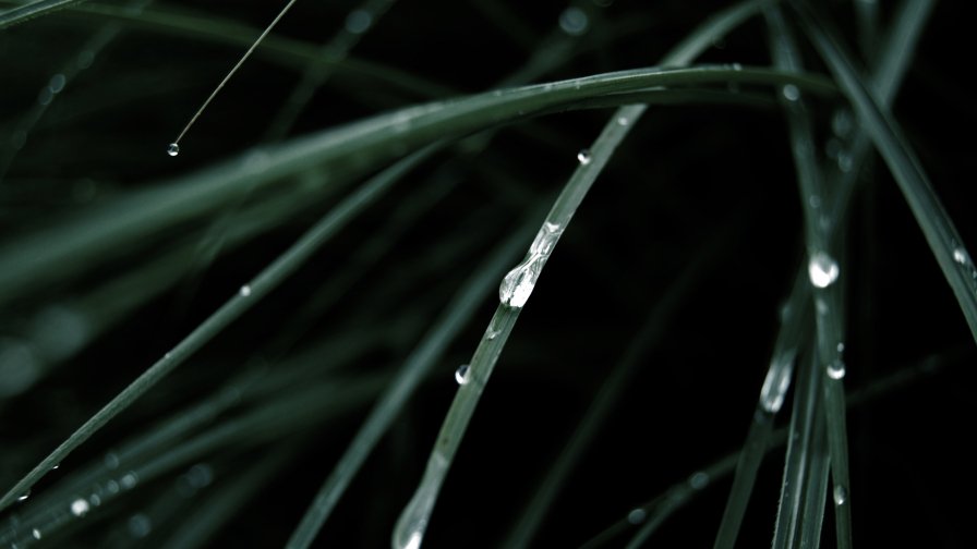 Water Drops on the Grass