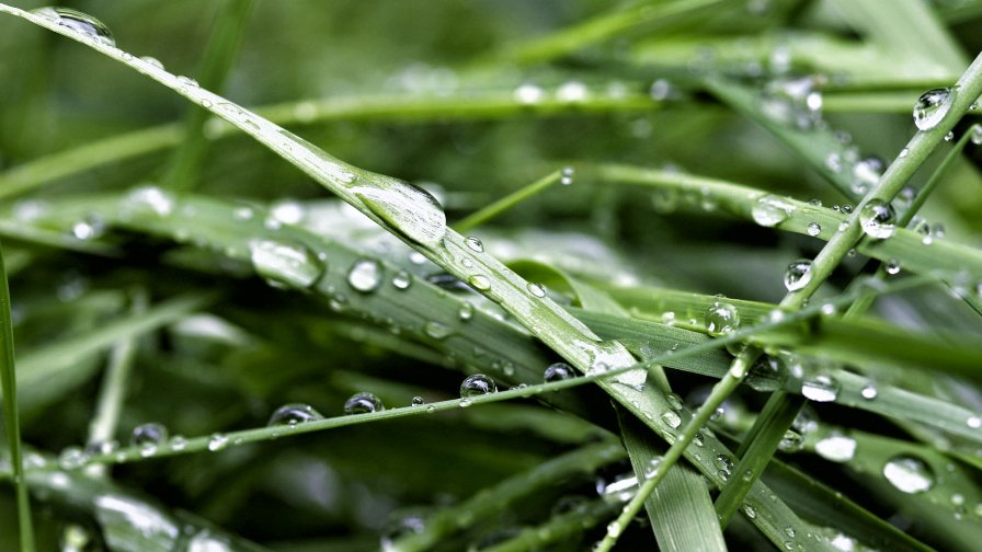 Water Drops on the Green Grass