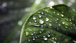 Water Drops on the Green Leaf