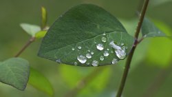 Water Drops on the Green Leaf