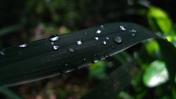 Water Drops on the Leaf