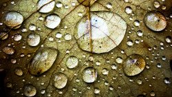 Water Drops on the Leaf