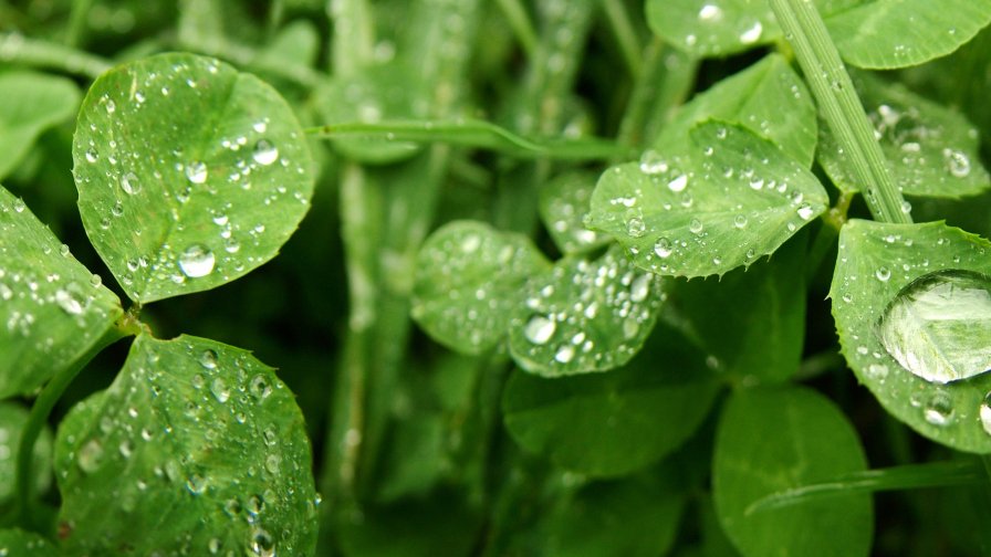 Water Drops on the Leaves