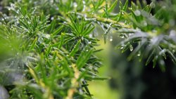 Water Drops on the Leaves