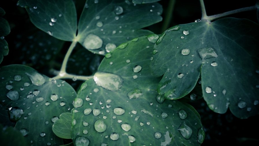 Water Drops on the Leaves