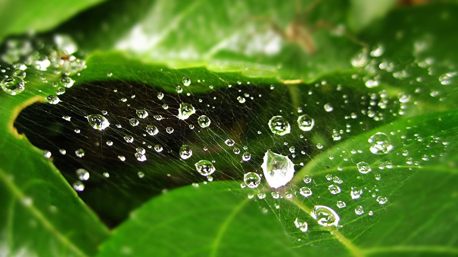 Water Drops on the Spider Web