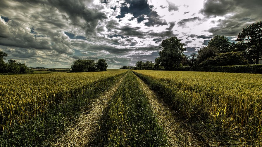 Wheat in the Big Field and People