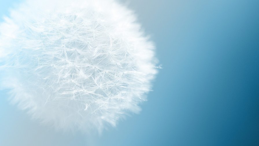 White Dandelion