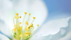 White Flower Macro Photo