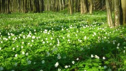 White Flowers in the Forest