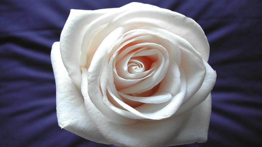 White Rose